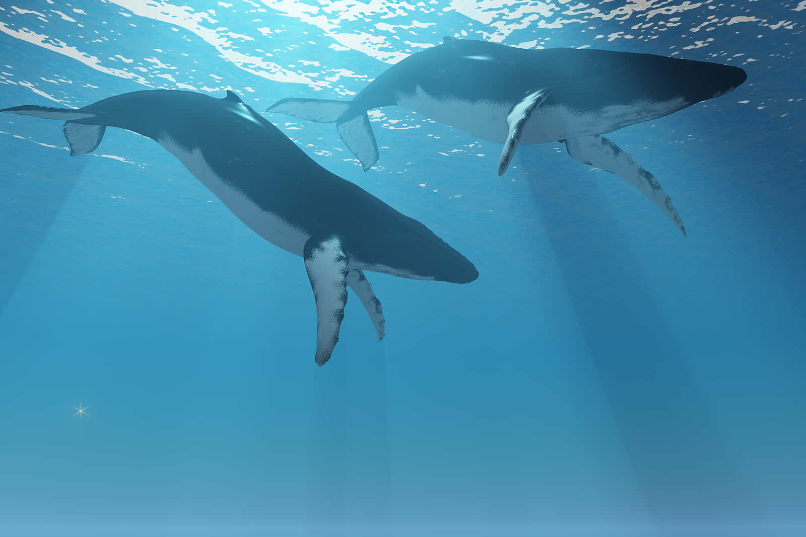 humpback whales, clear blue ocean water, sunlight filters down, HD Desktop Wallpaper