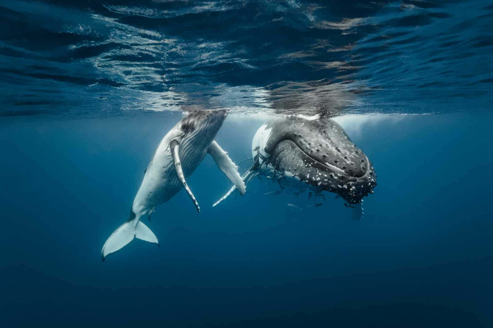 humpback whale, calf, deep blue ocean, HD Desktop Wallpaper