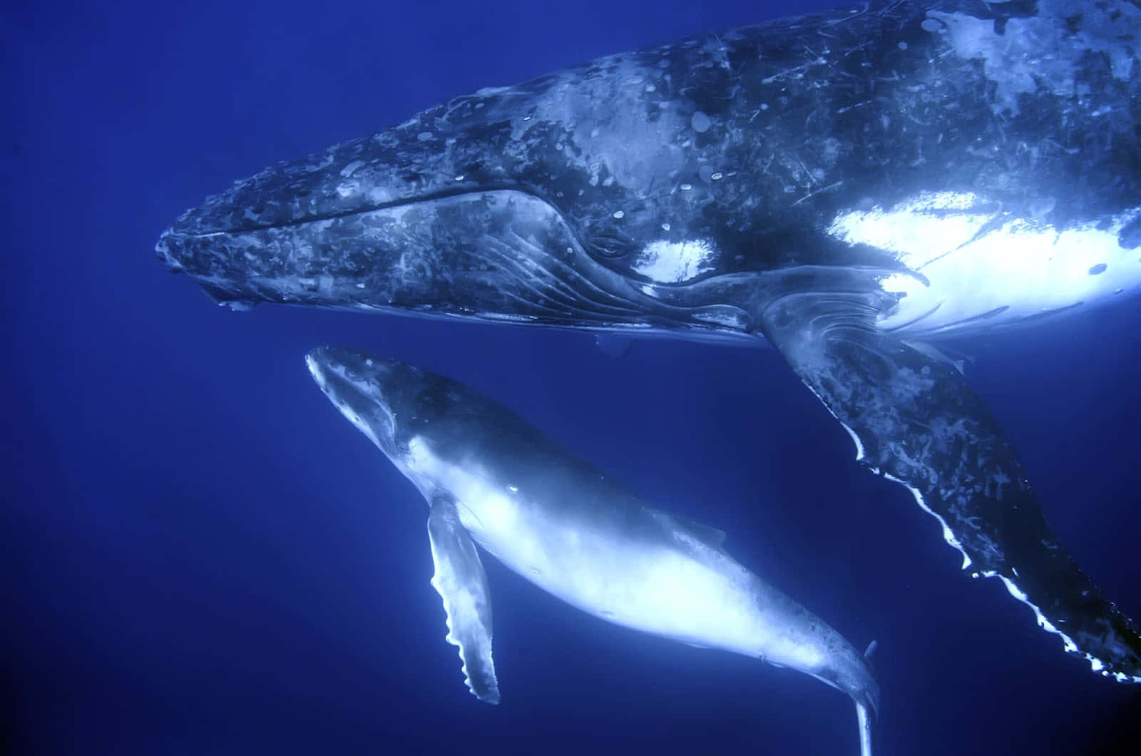 humpback whale, calf, deep blue ocean waters, HD Desktop Wallpaper