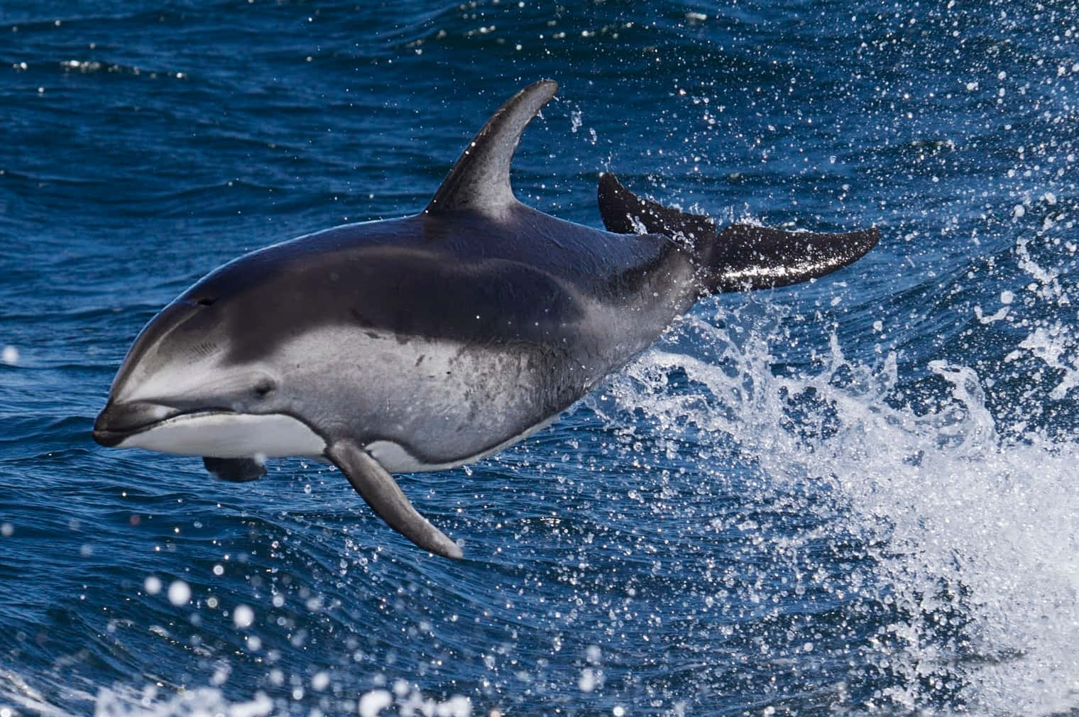 leaping dolphin, deep blue ocean waves, white droplets, HD Desktop Wallpaper