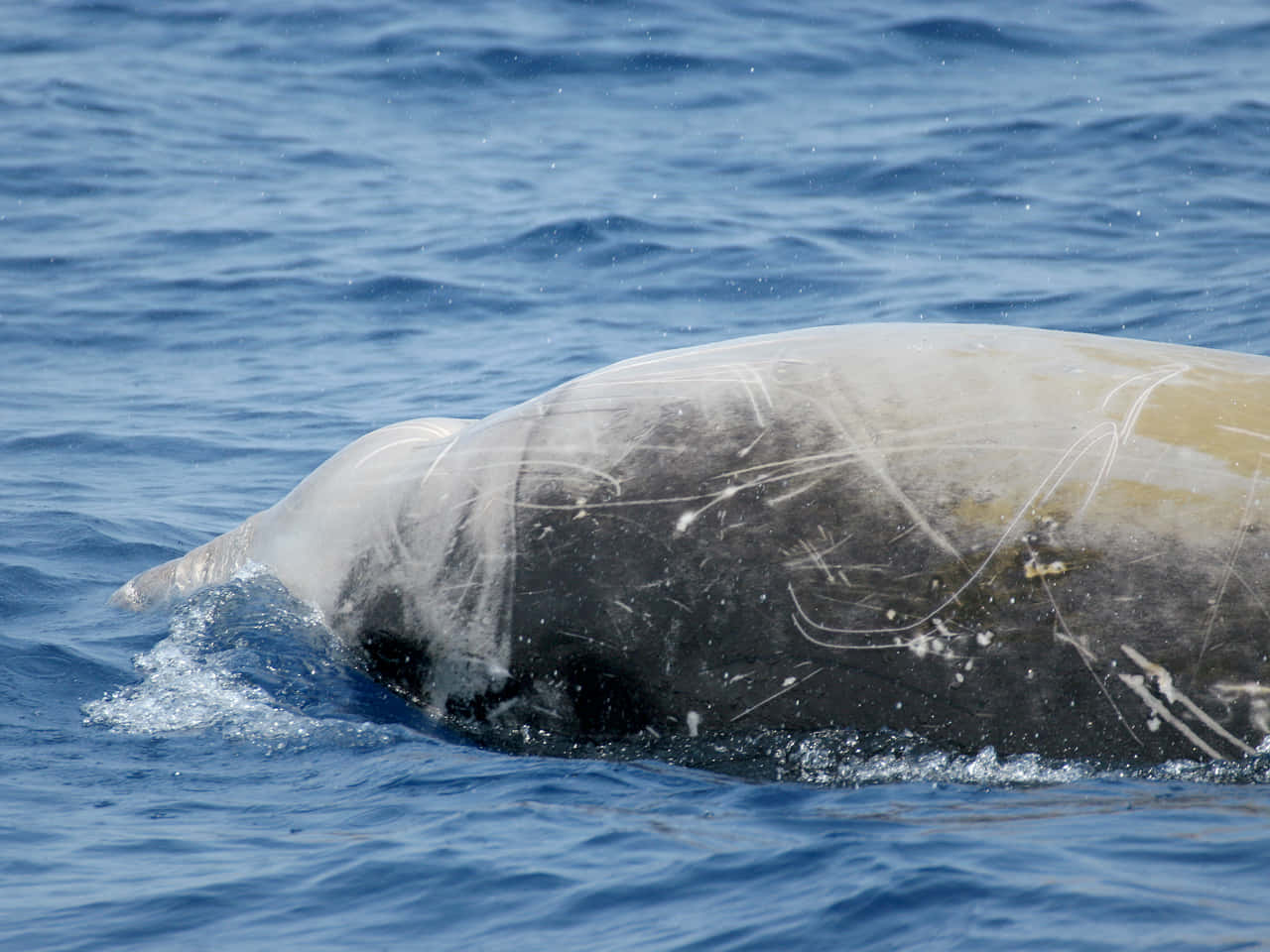 sperm whale, deep blue sea, blue ocean waves, HD Desktop Wallpaper