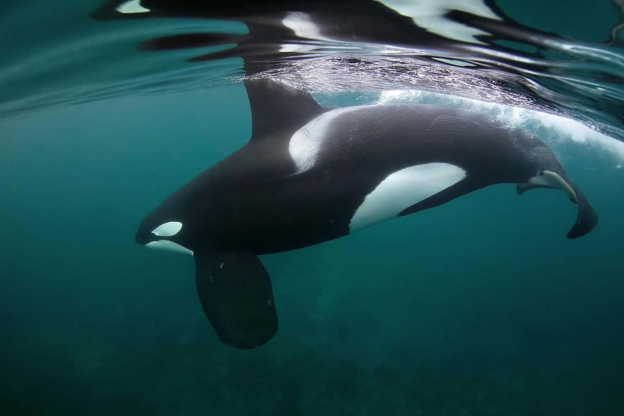 orca, underwater, sleek black and white body, HD Desktop Wallpaper