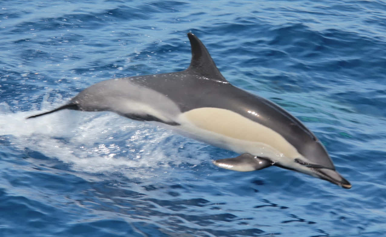 common dolphin, leaping, blue ocean, SD Desktop Wallpaper