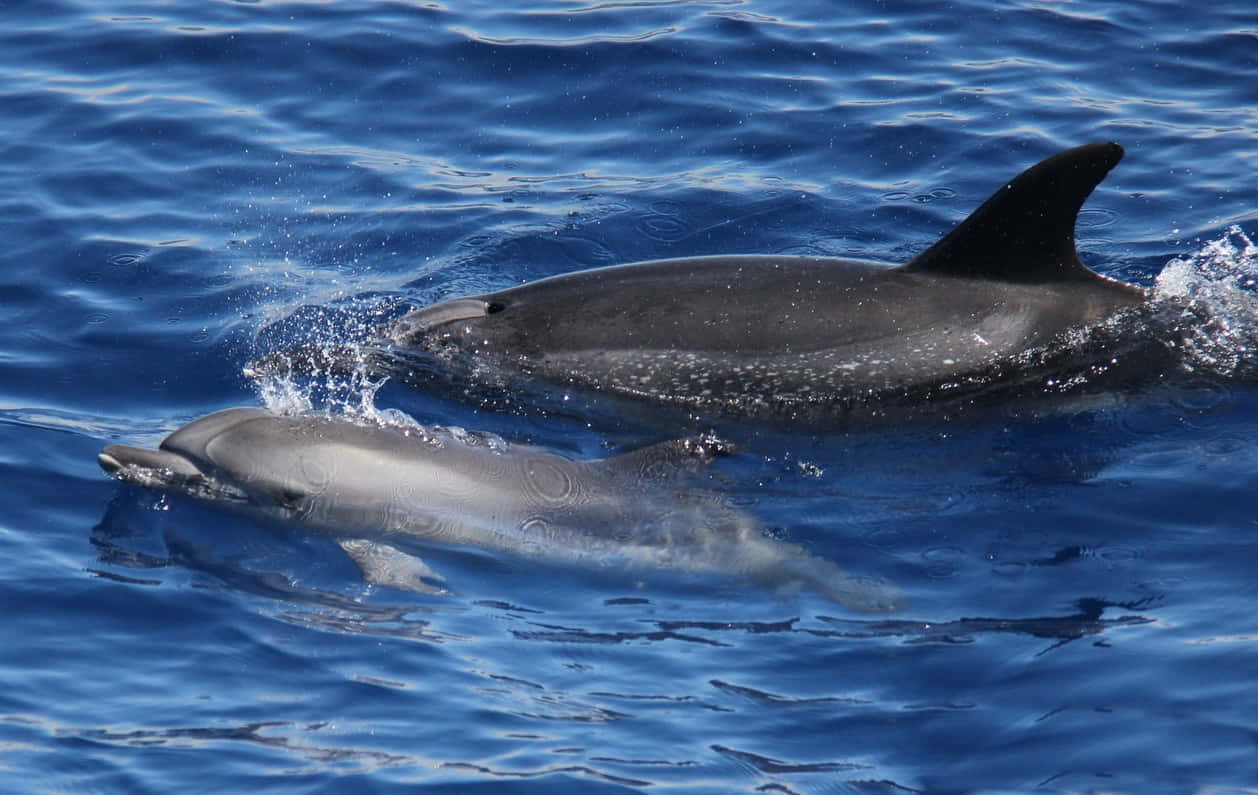 dolphins, blue ocean, deep blue ocean waters, SD Desktop Wallpaper