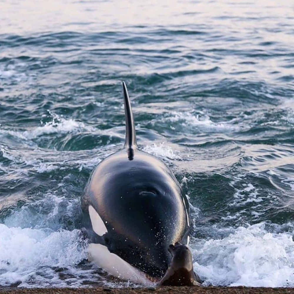 orca, seal, ocean waves, SD Desktop Wallpaper