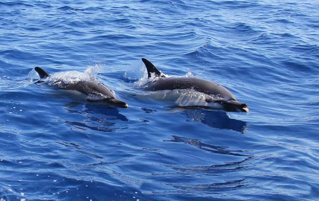 dolphins, blue ocean, vibrant blue ocean waves, SD Desktop Wallpaper