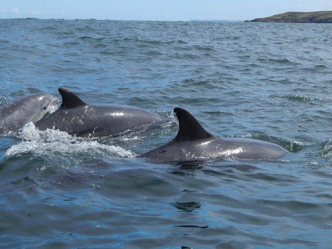 dolphins, sunlit blue ocean waves, distant green coastline, SD Desktop Wallpaper
