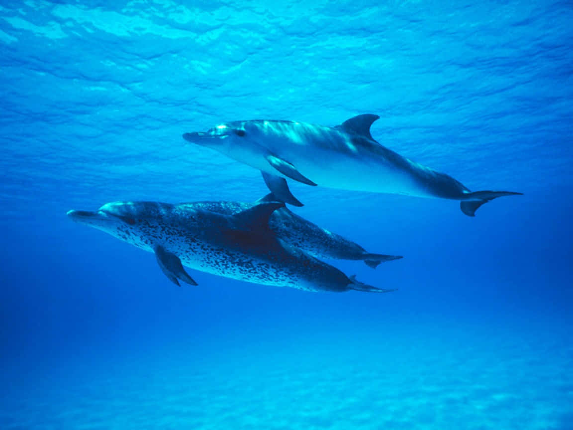 majestic cetacean, dolphins, clear blue ocean water, SD Desktop Wallpaper