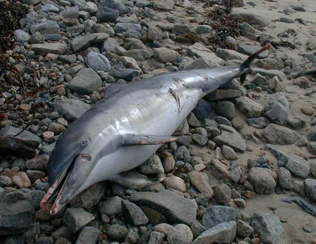 beached dolphin, rocky beach, seaweed, SD Desktop Wallpaper