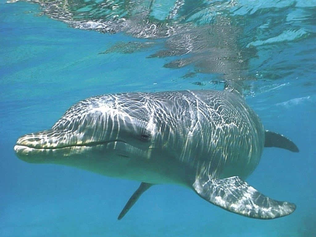 dolphin, underwater, sunlight, SD Desktop Wallpaper
