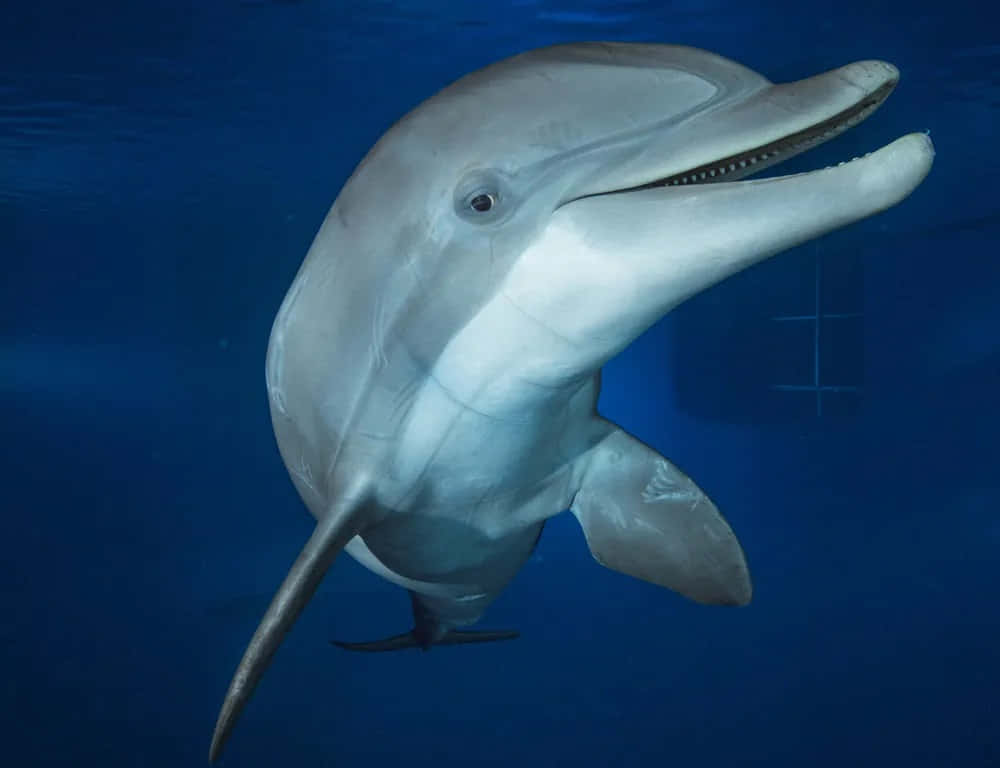 dolphins, deep blue water, tank window, SD Desktop Wallpaper