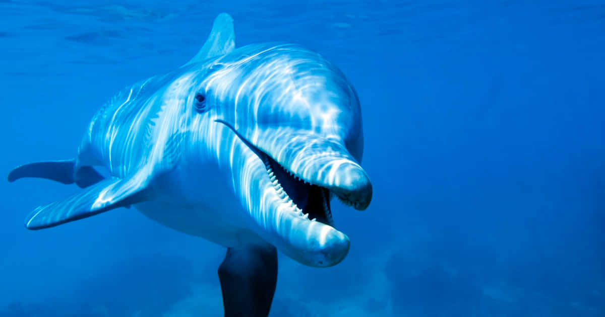 dolphin, sunlight, clear blue ocean, SD Desktop Wallpaper