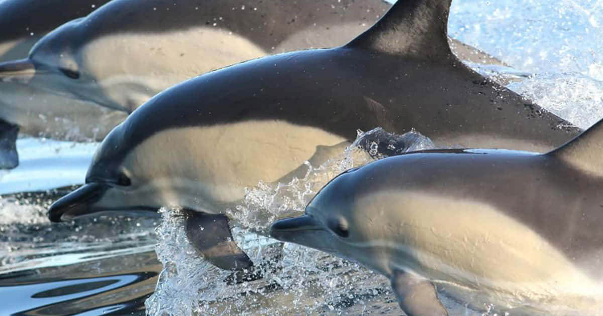 dolphins, sunlit ocean waves, dynamic motion, SD Desktop Wallpaper