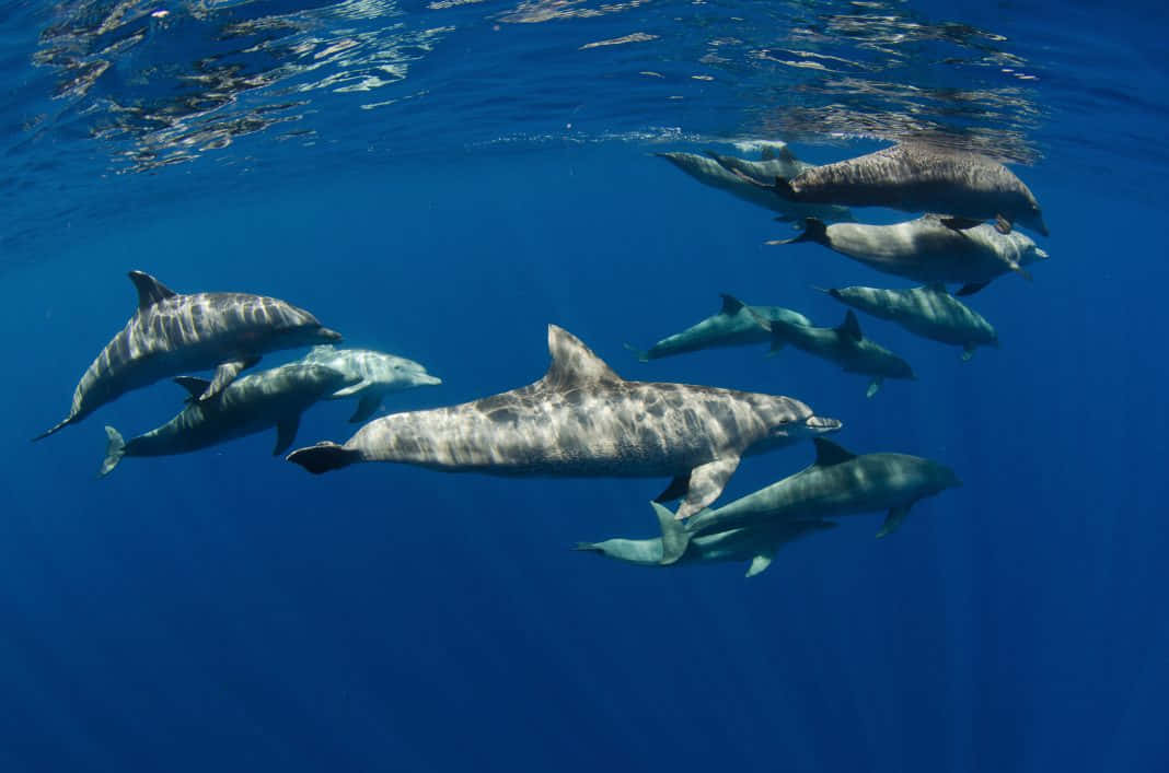 majestic cetacean, azure seas, pod of dolphins, SD Desktop Wallpaper