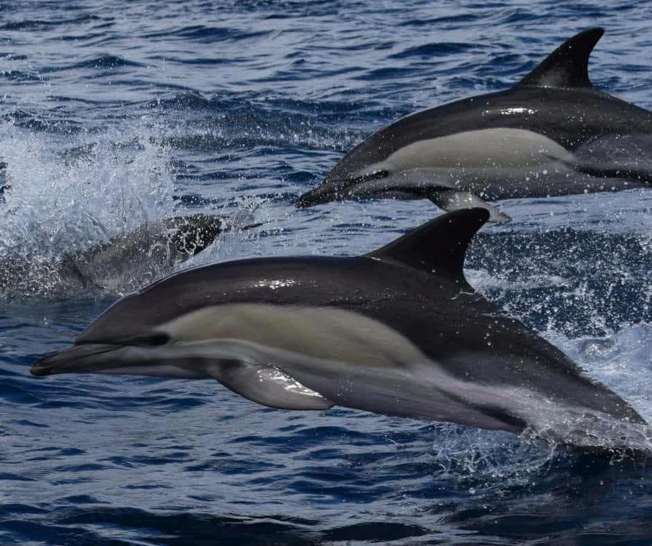Cetaceans, sunset, dolphins, SD Desktop Wallpaper