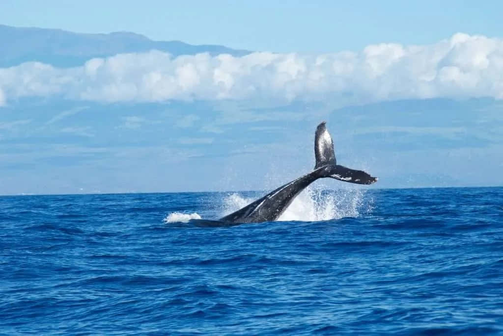 humpback whale, tail slap, deep blue ocean waters, SD Desktop Wallpaper