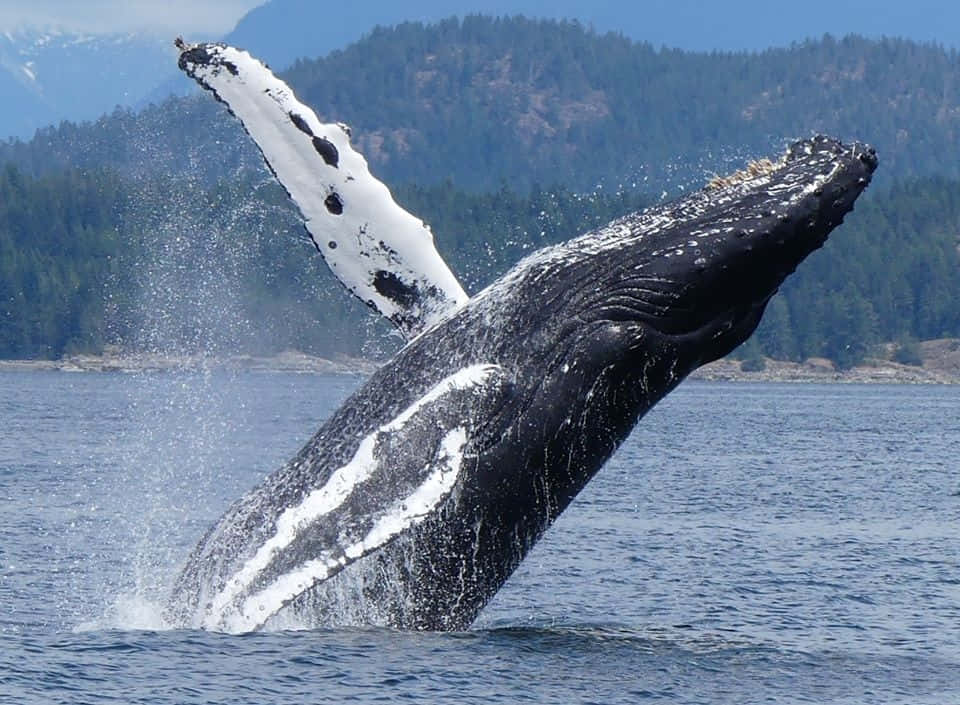 humpback whale, breaching, deep blue waters, SD Desktop Wallpaper