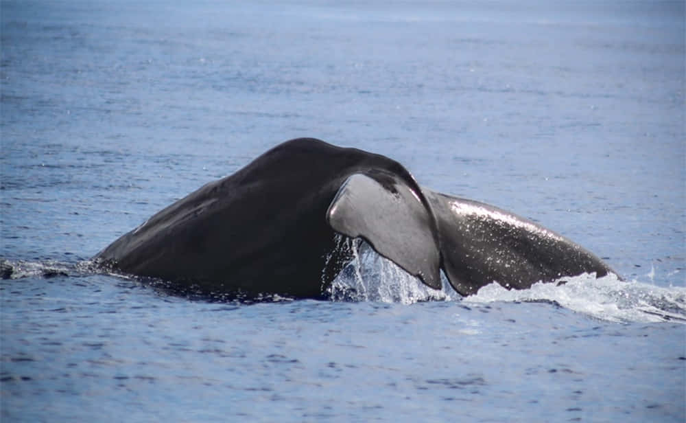 humpback whale, ocean surface, tail flukes, SD Desktop Wallpaper