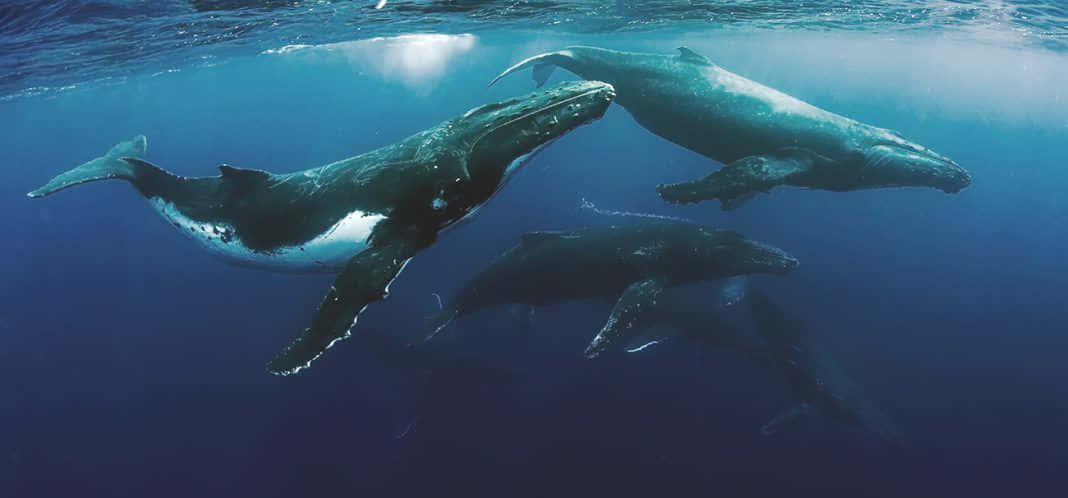 humpback whale pod, deep blue ocean waters, sunlit surface, SD Desktop Wallpaper