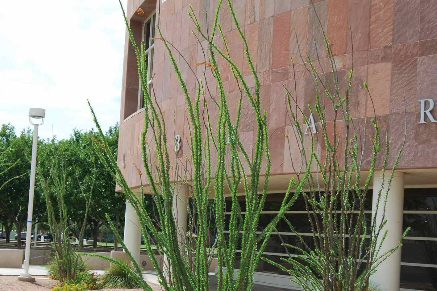 ocotillo plants, Chandler, pink stone facade, HD Desktop Wallpaper