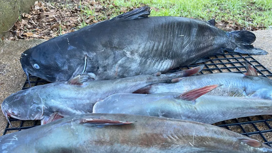Channel Catfish