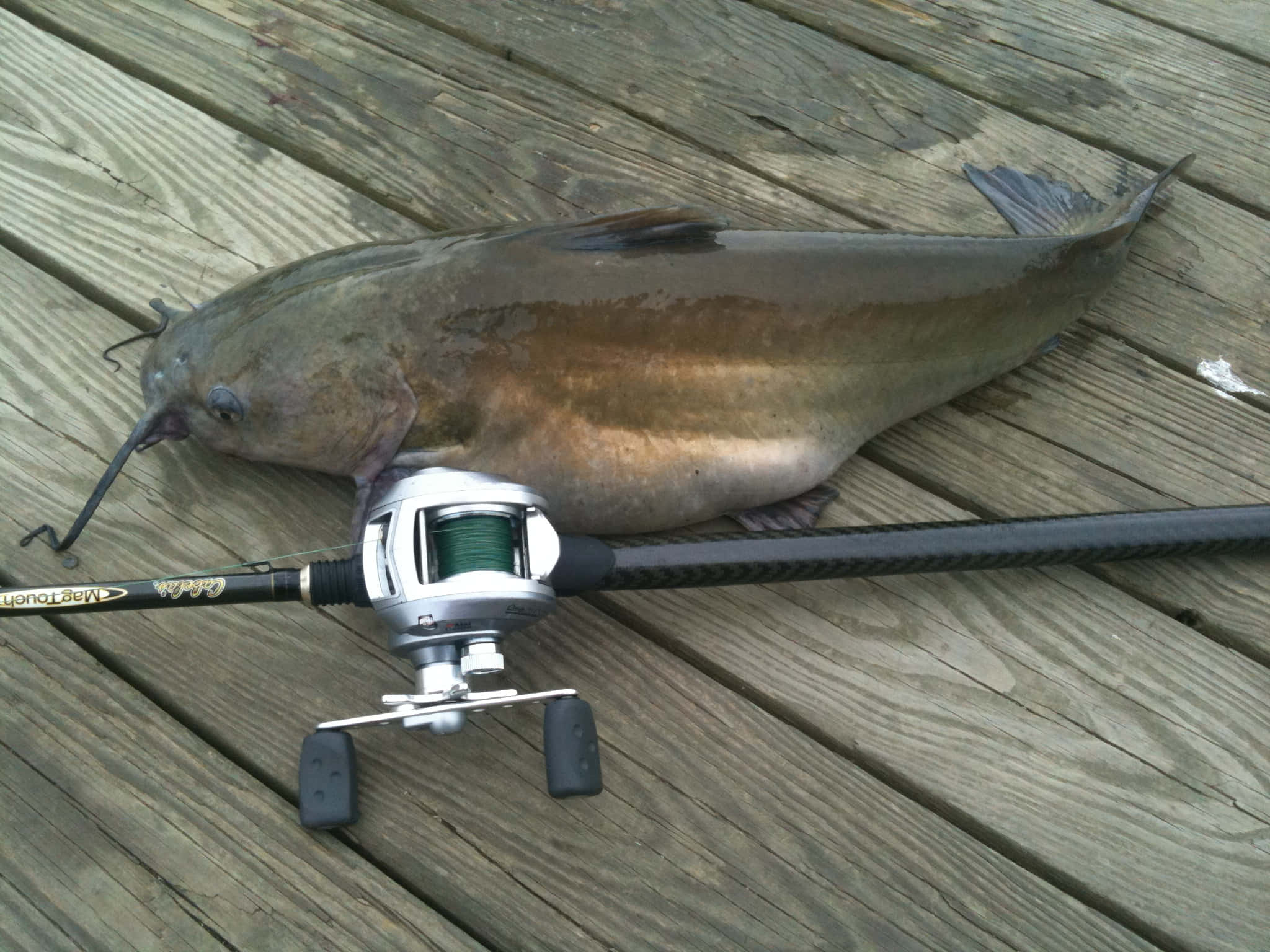 Channel Catfish, weathered wooden planks, black fishing rod, Full HD Desktop Wallpaper