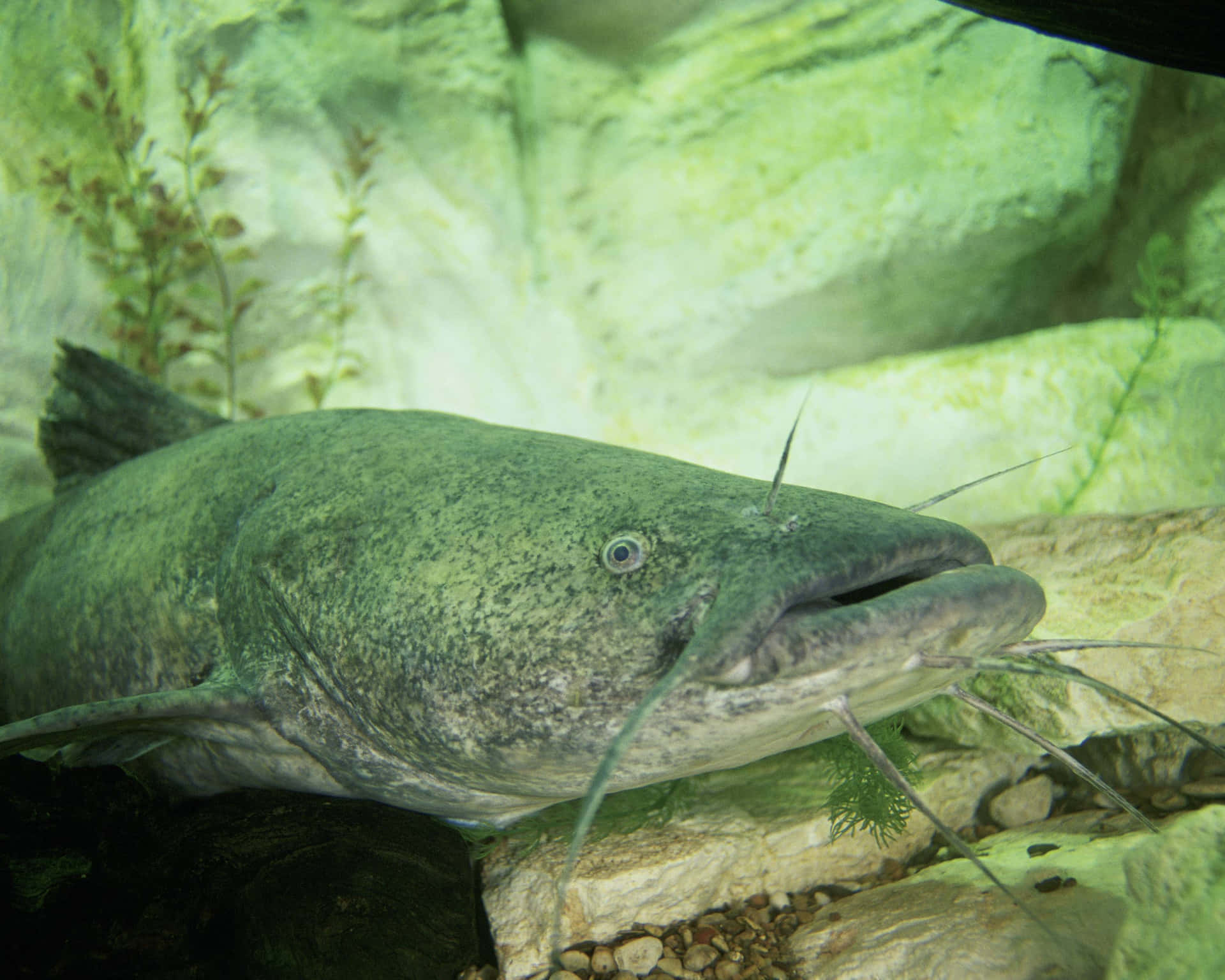 Channel Catfish, greenish, whiskers, Full HD Desktop Wallpaper