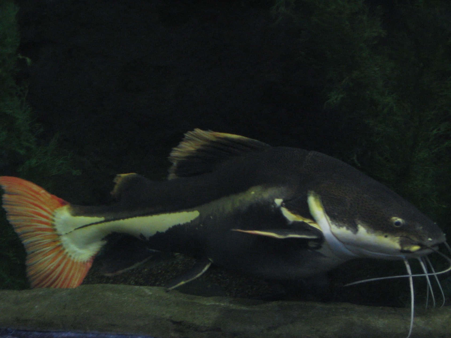 Channel Catfish, aquarium, black, Full HD Desktop Wallpaper