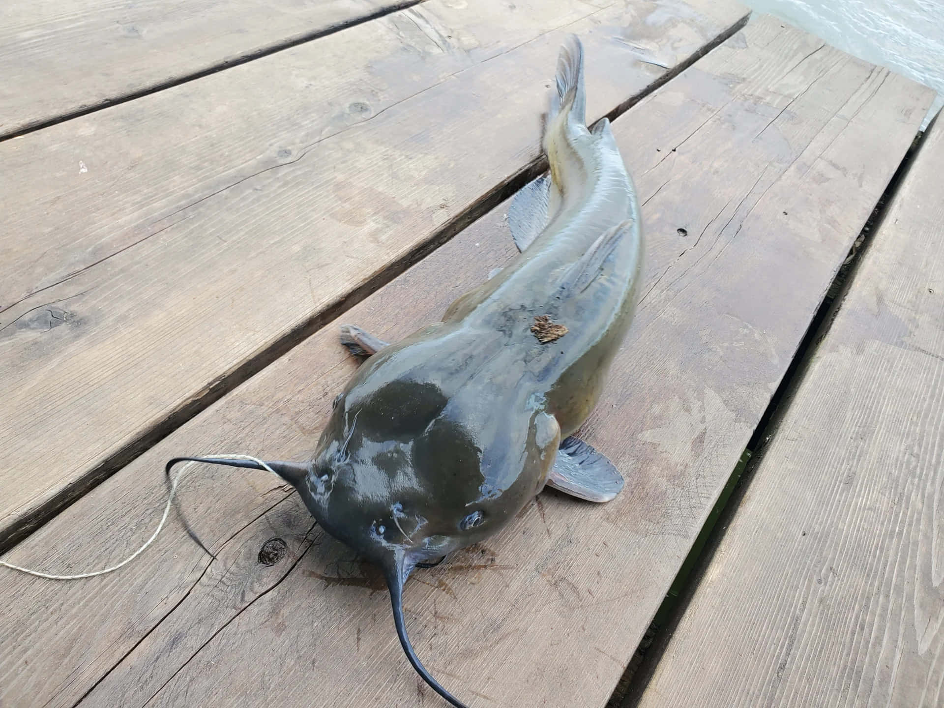 Channel Catfish, wooden dock, weathered wooden dock planks, Full HD Desktop Wallpaper