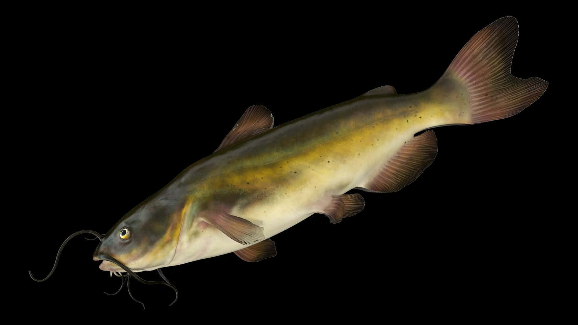Channel Catfish, black background, mottled yellow brown skin, Full HD Desktop Wallpaper