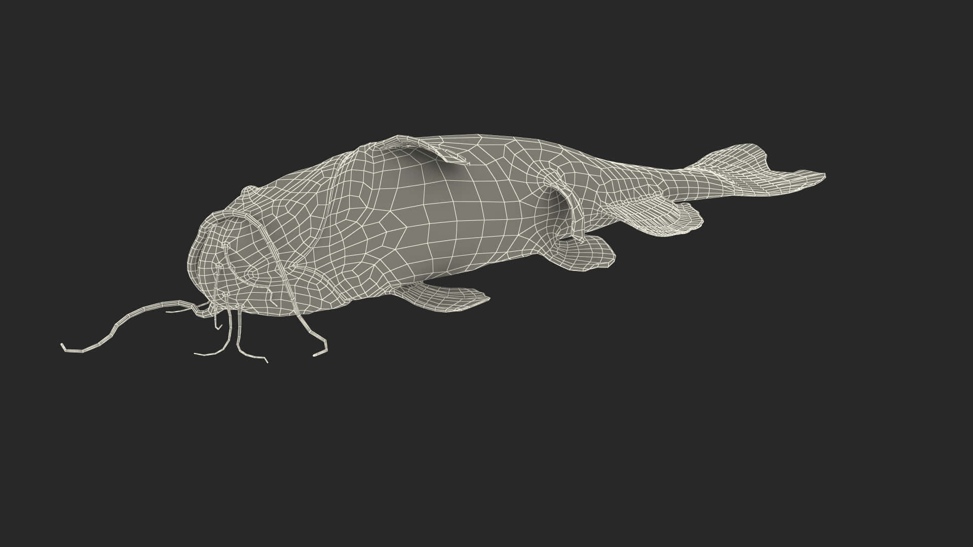 Channel Catfish, wireframe3, 3d model, Full HD Desktop Wallpaper