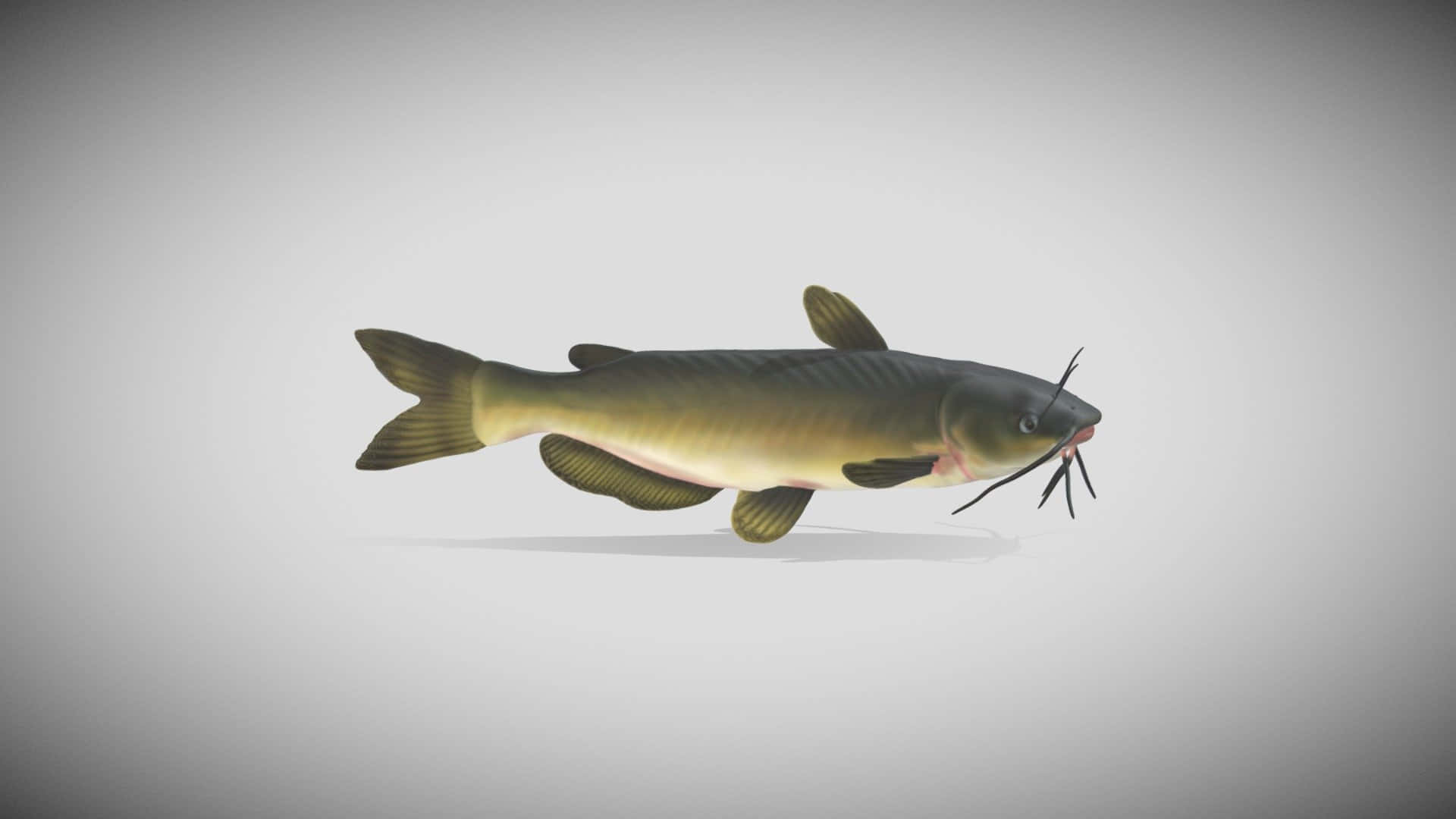 Channel Catfish, 3d render, dark olive scales, Full HD Desktop Wallpaper