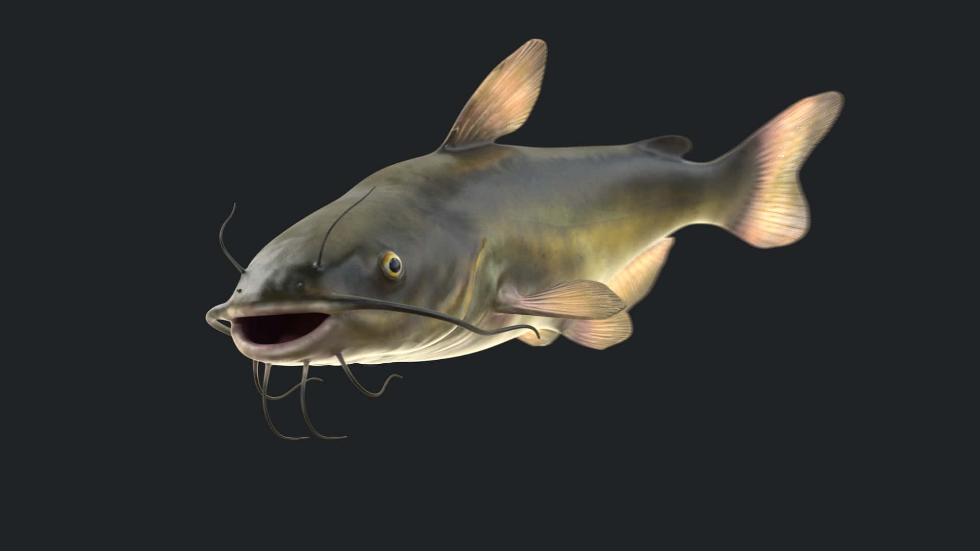 Channel Catfish, 3d render, whisker-like barbels, Full HD Desktop Wallpaper