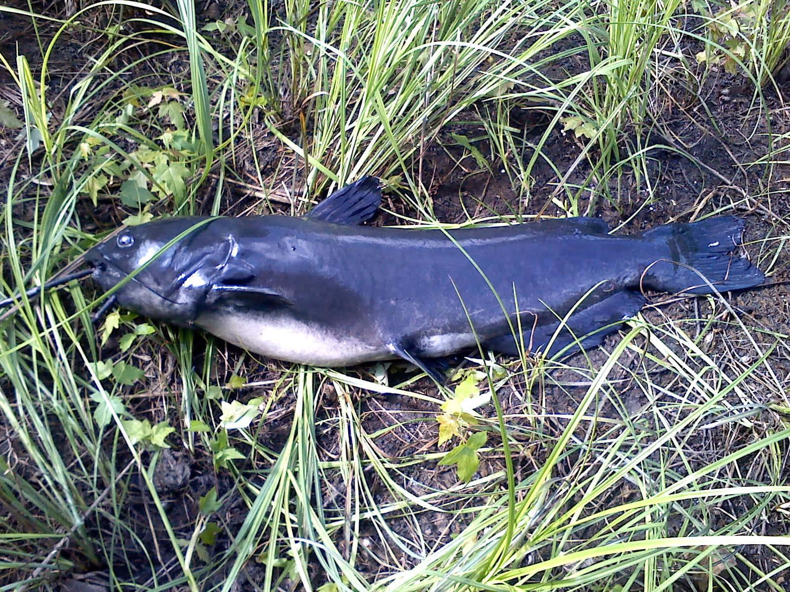 Channel Catfish, tall green grass, muddy earth, HD Desktop Wallpaper