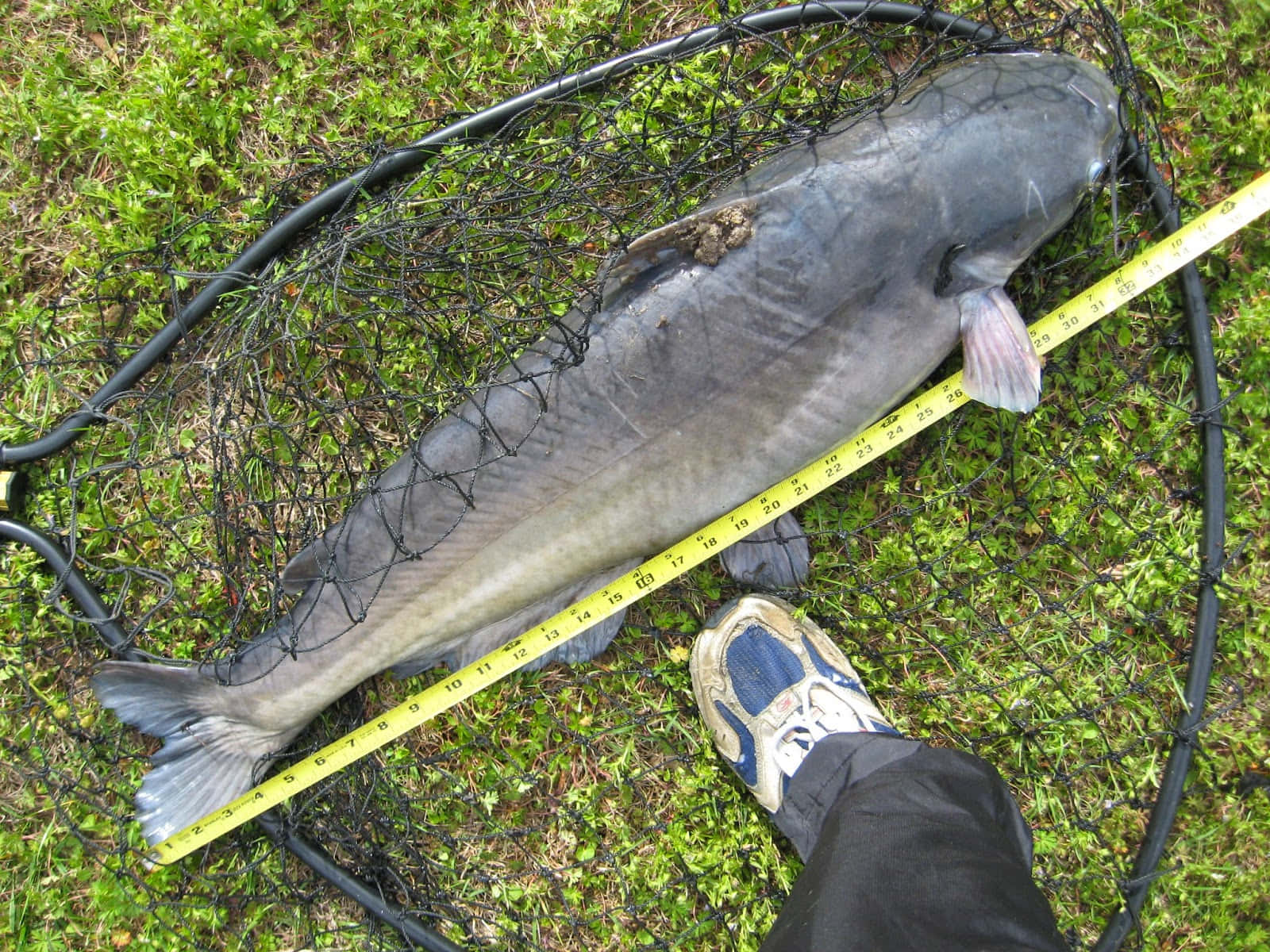 Channel Catfish, gray catfish, black net, HD Desktop Wallpaper