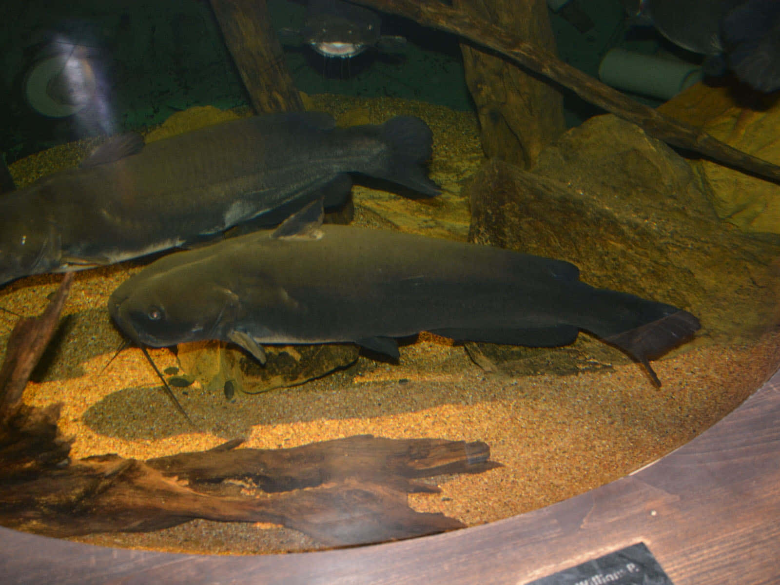 Channel Catfish, aquarium tank, sandy bottom, HD Desktop Wallpaper