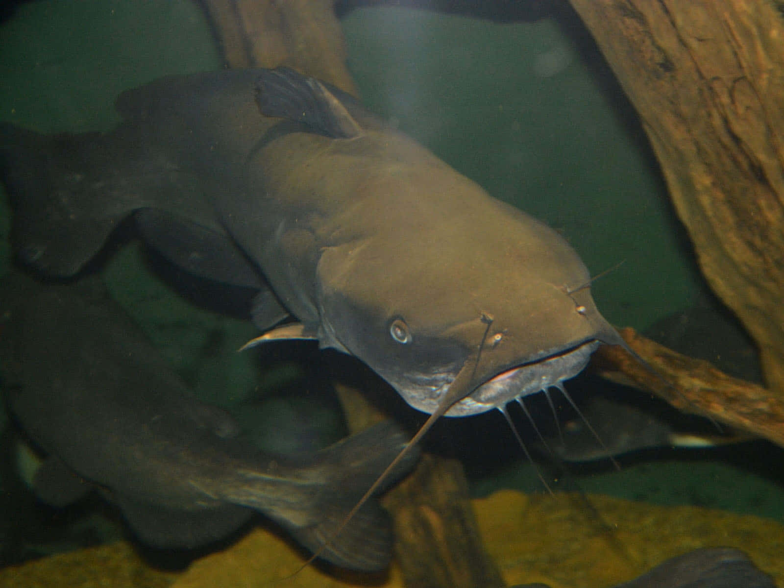 Channel Catfish, driftwood, murky green water, HD Desktop Wallpaper