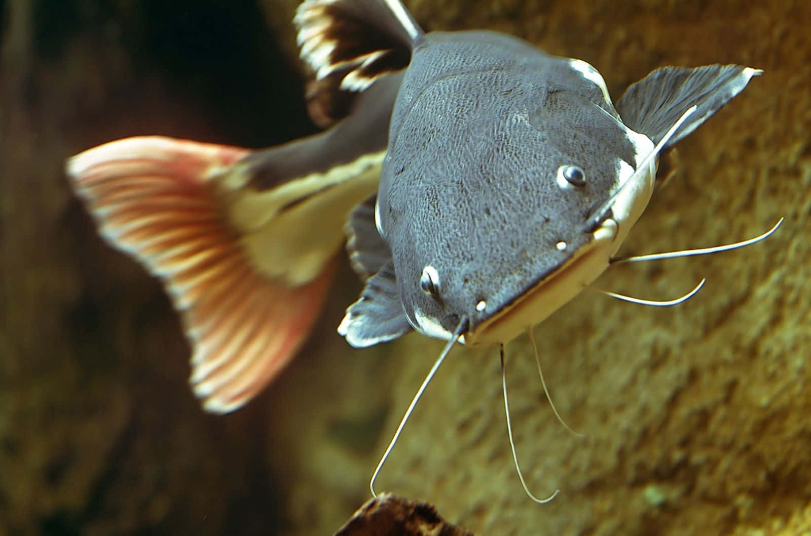 Channel Catfish, gray, vibrant orange tail fin, HD Desktop Wallpaper