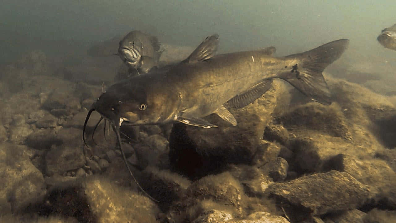 Channel Catfish, rocky riverbed, murky water, HD Desktop Wallpaper