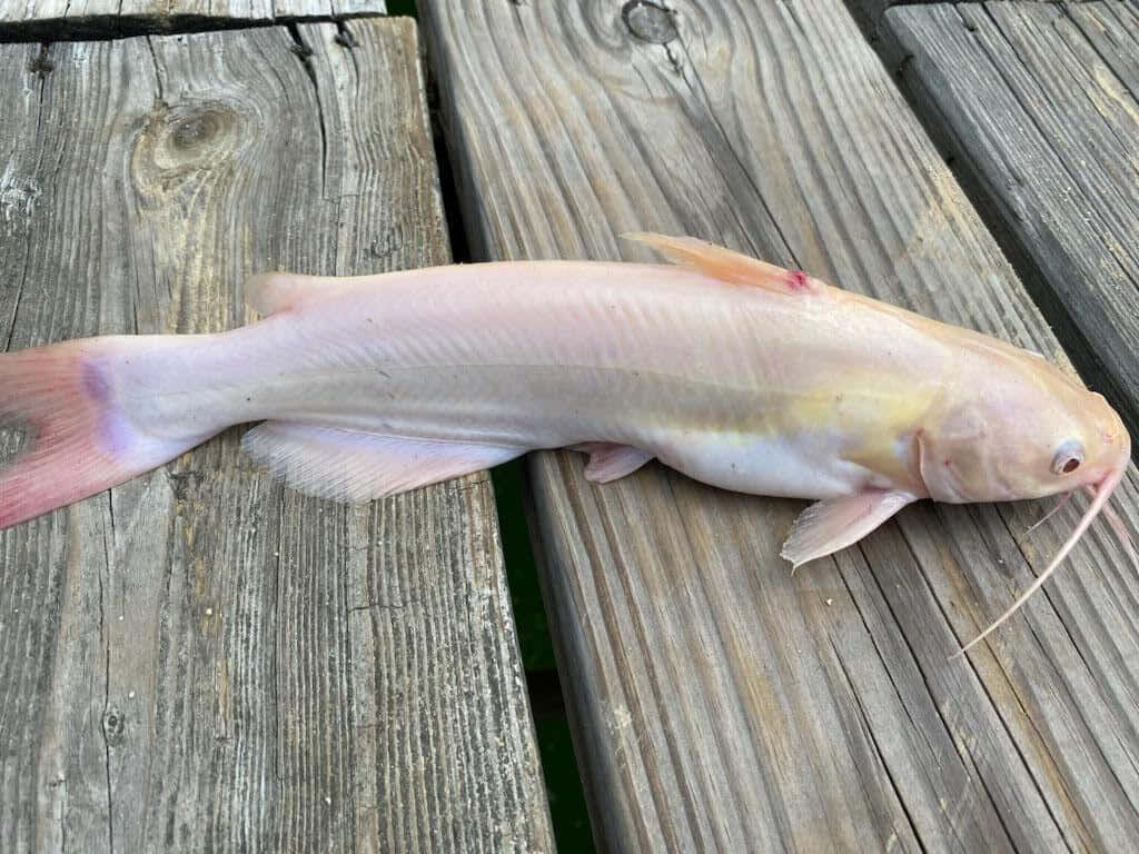 albino channel catfish, wooden deck, pale pink, SD Desktop Wallpaper