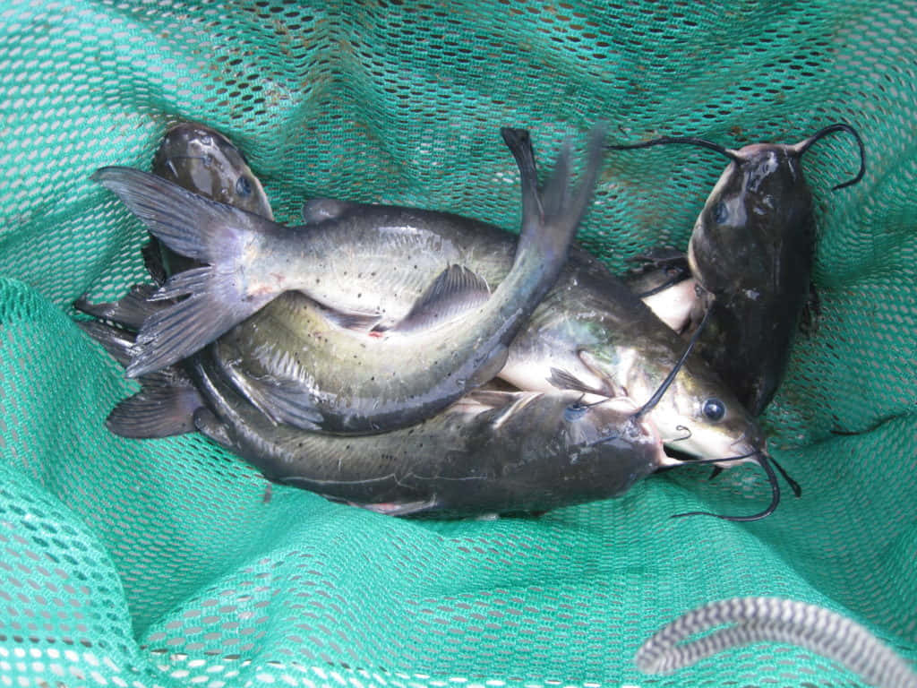 Channel Catfish, green mesh fishing net, dark gray bodies, SD Desktop Wallpaper