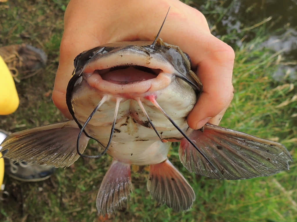 Channel Catfish, hand, open jaws, SD Desktop Wallpaper