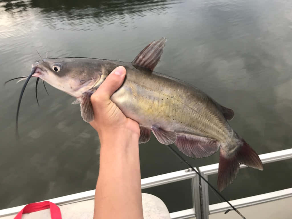 Channel Catfish, gray catfish, long whiskers, SD Desktop Wallpaper