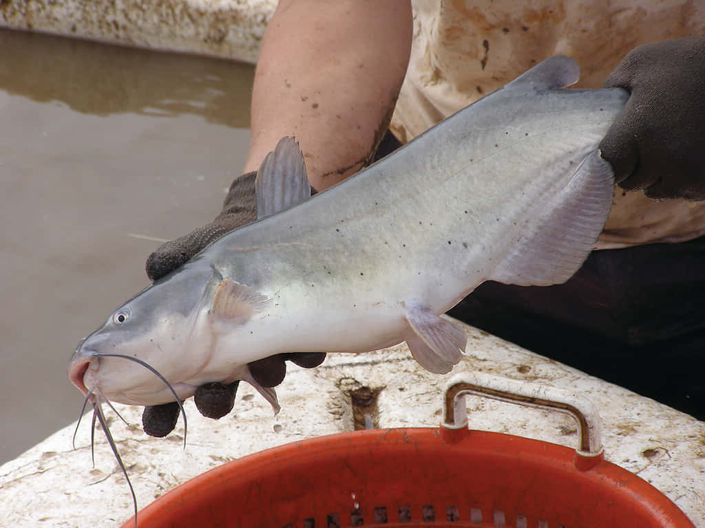 Channel Catfish, gloves, silver catfish, SD Desktop Wallpaper
