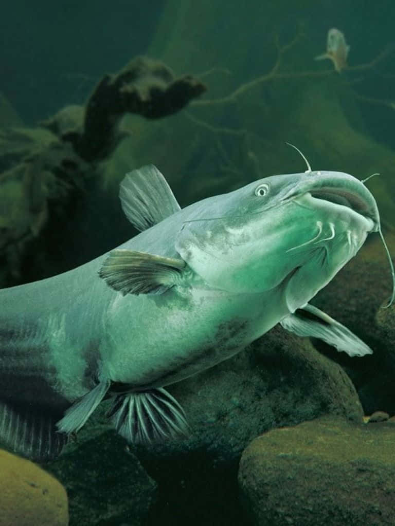 Channel Catfish, underwater scene, murky green water, SD Phone Wallpaper