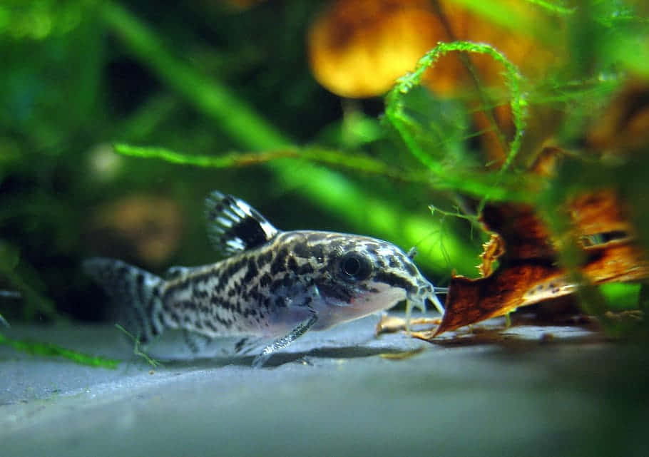 Channel Catfish, black and white markings, green aquatic plants, SD Desktop Wallpaper
