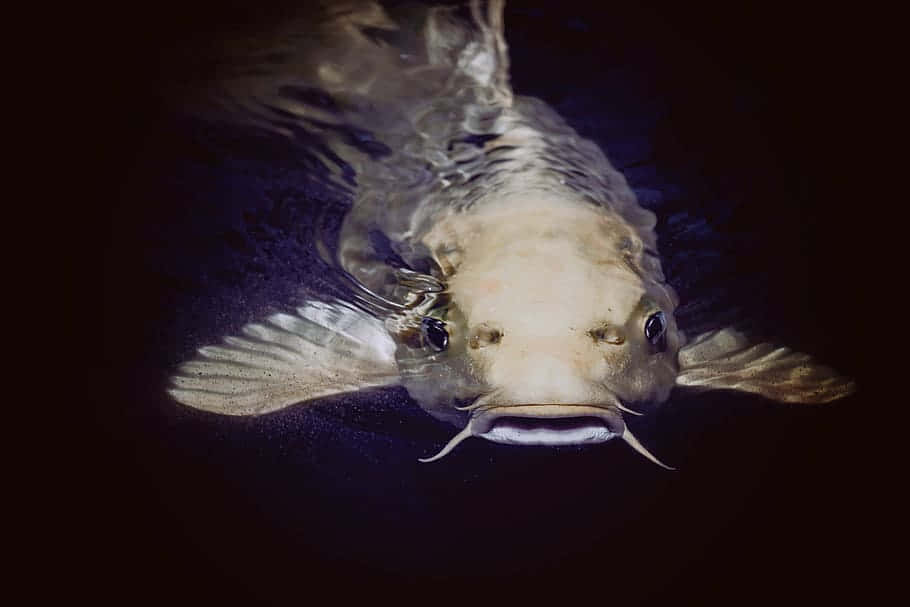 Channel Catfish, pale koi fish, dark water, SD Desktop Wallpaper