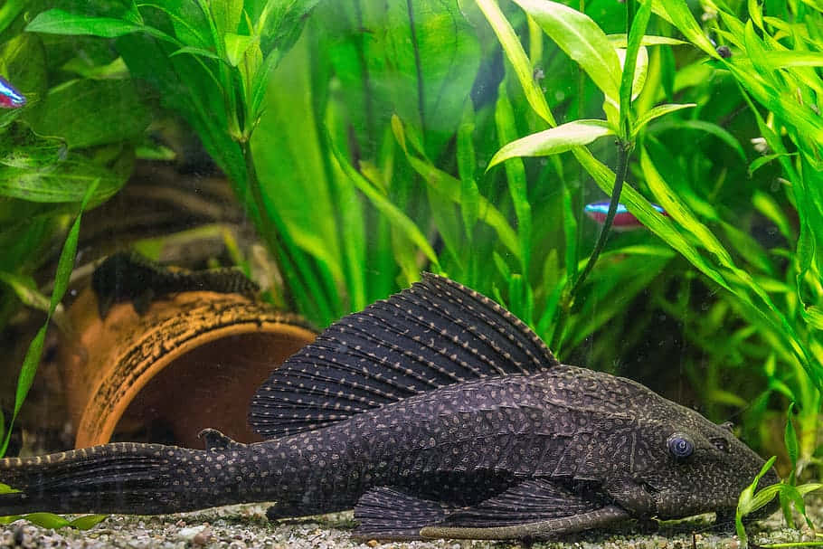Channel Catfish, aquarium, gravel, SD Desktop Wallpaper
