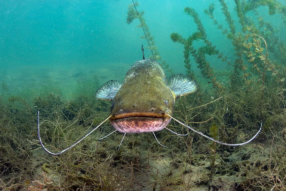 Channel Catfish, underwater, green seaweed, SD Desktop Wallpaper