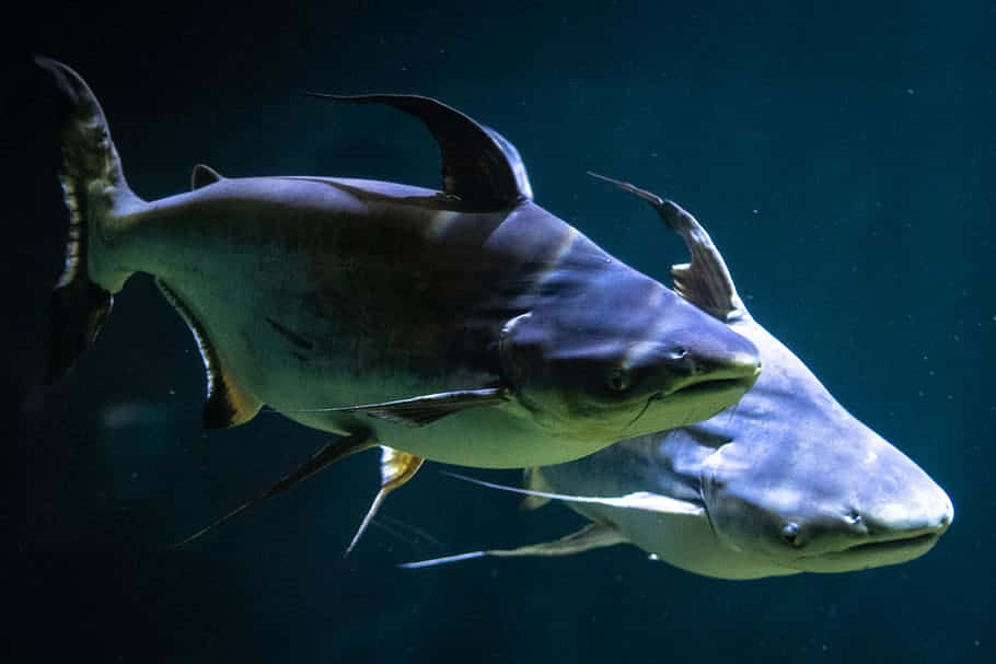 Channel Catfish, dark blue water, barbels, SD Desktop Wallpaper